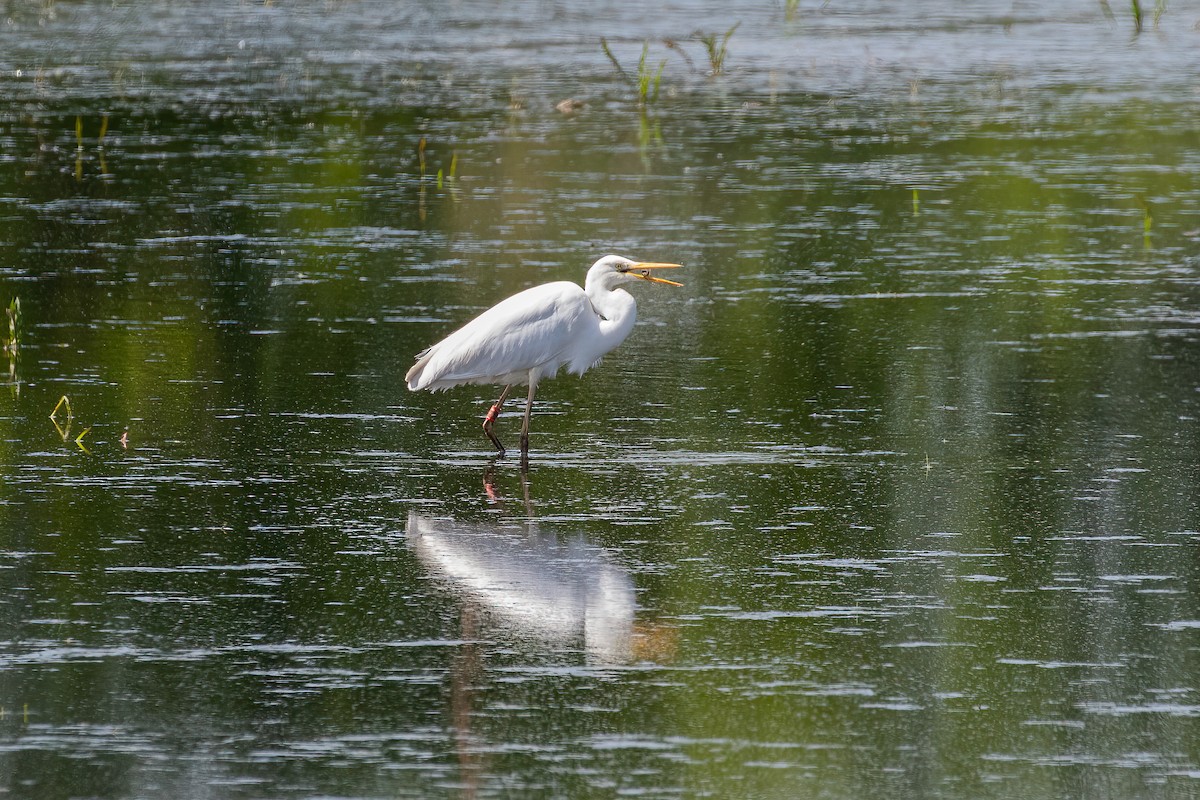 Great Egret - Martin  Flack