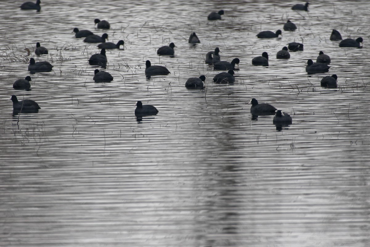 Eurasian Coot - ML619221270