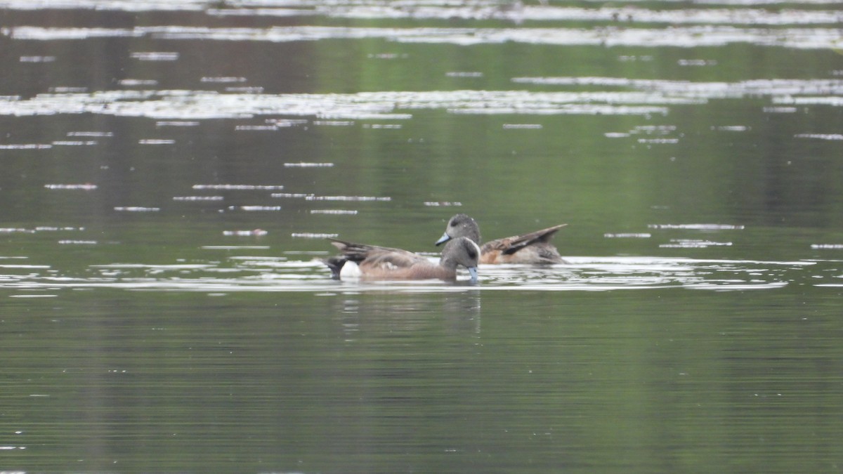 Canard d'Amérique - ML619221281