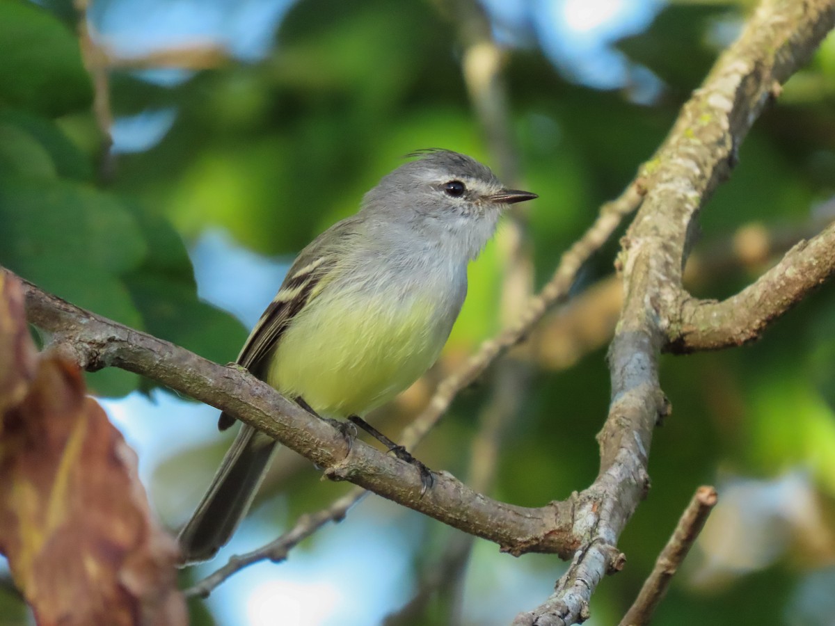 White-crested Tyrannulet - Marcos Moura