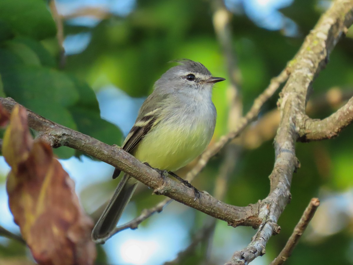 White-crested Tyrannulet - Marcos Moura