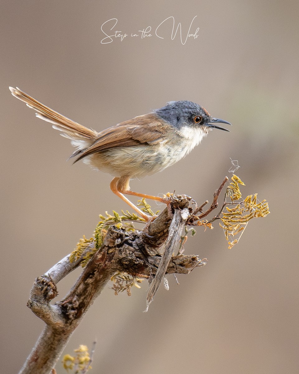 Gray-crowned Prinia - ML619221287