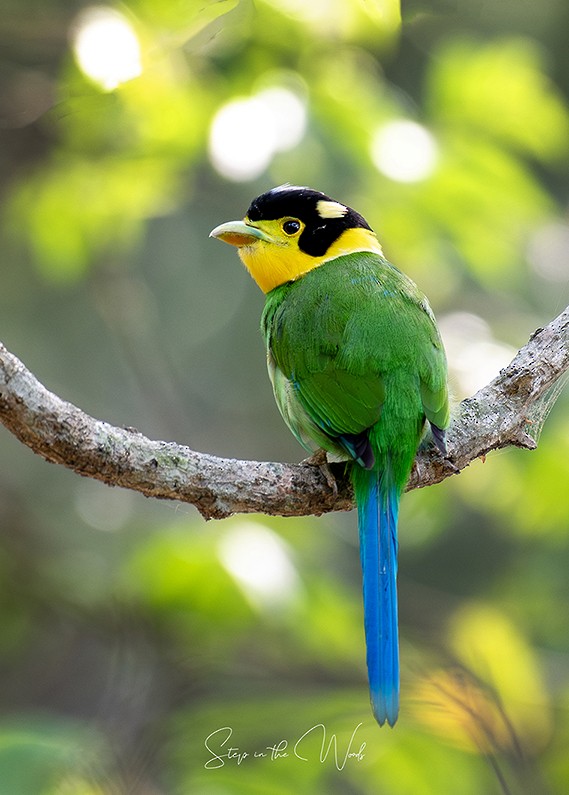 Long-tailed Broadbill - Deepak Singla