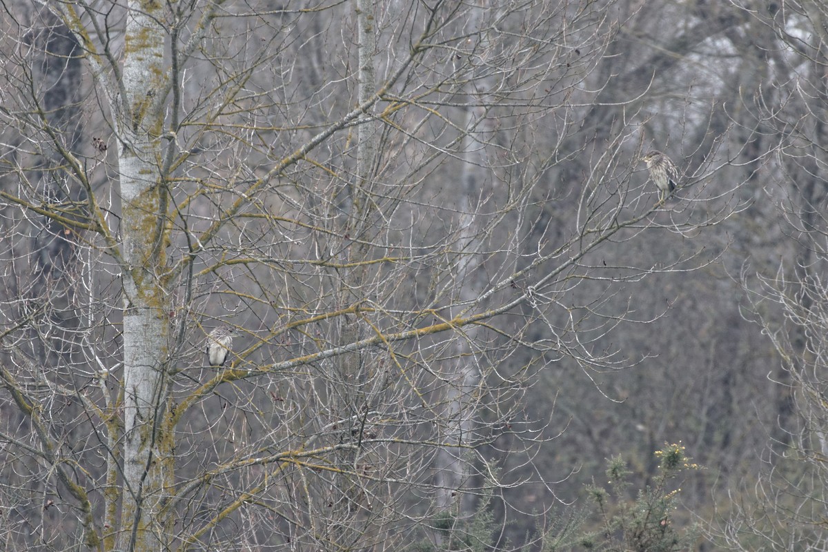 Black-crowned Night Heron - Anonymous