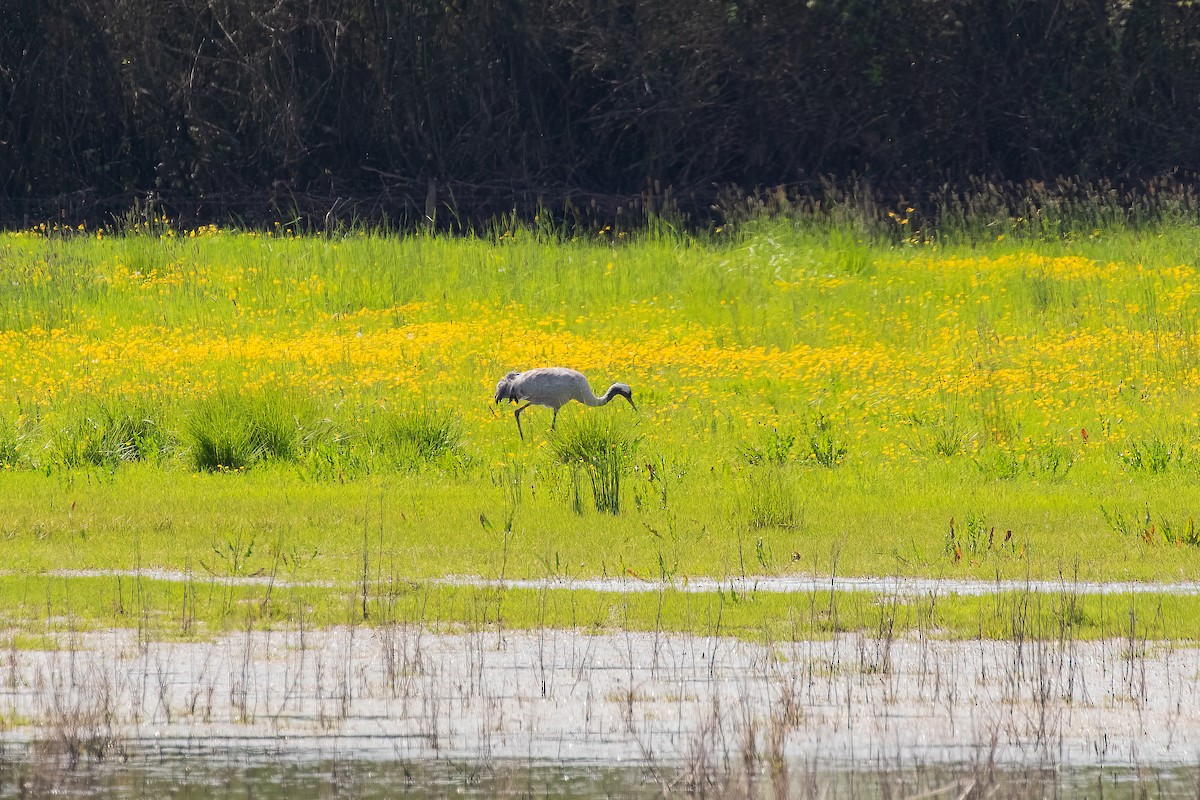 Common Crane - Martin  Flack