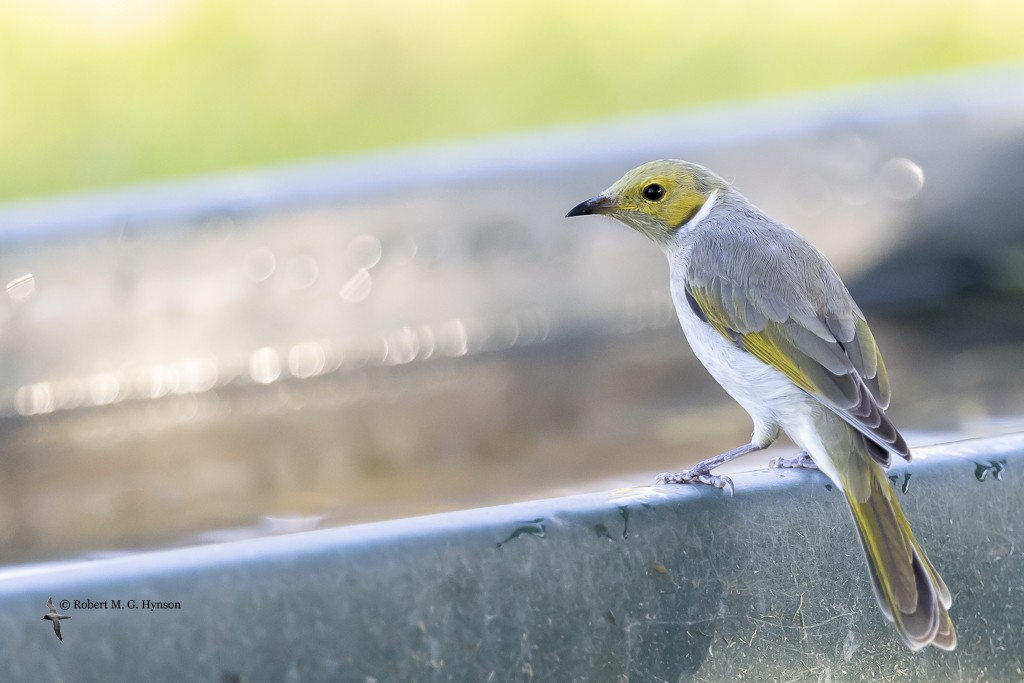 White-plumed Honeyeater - Robert Hynson