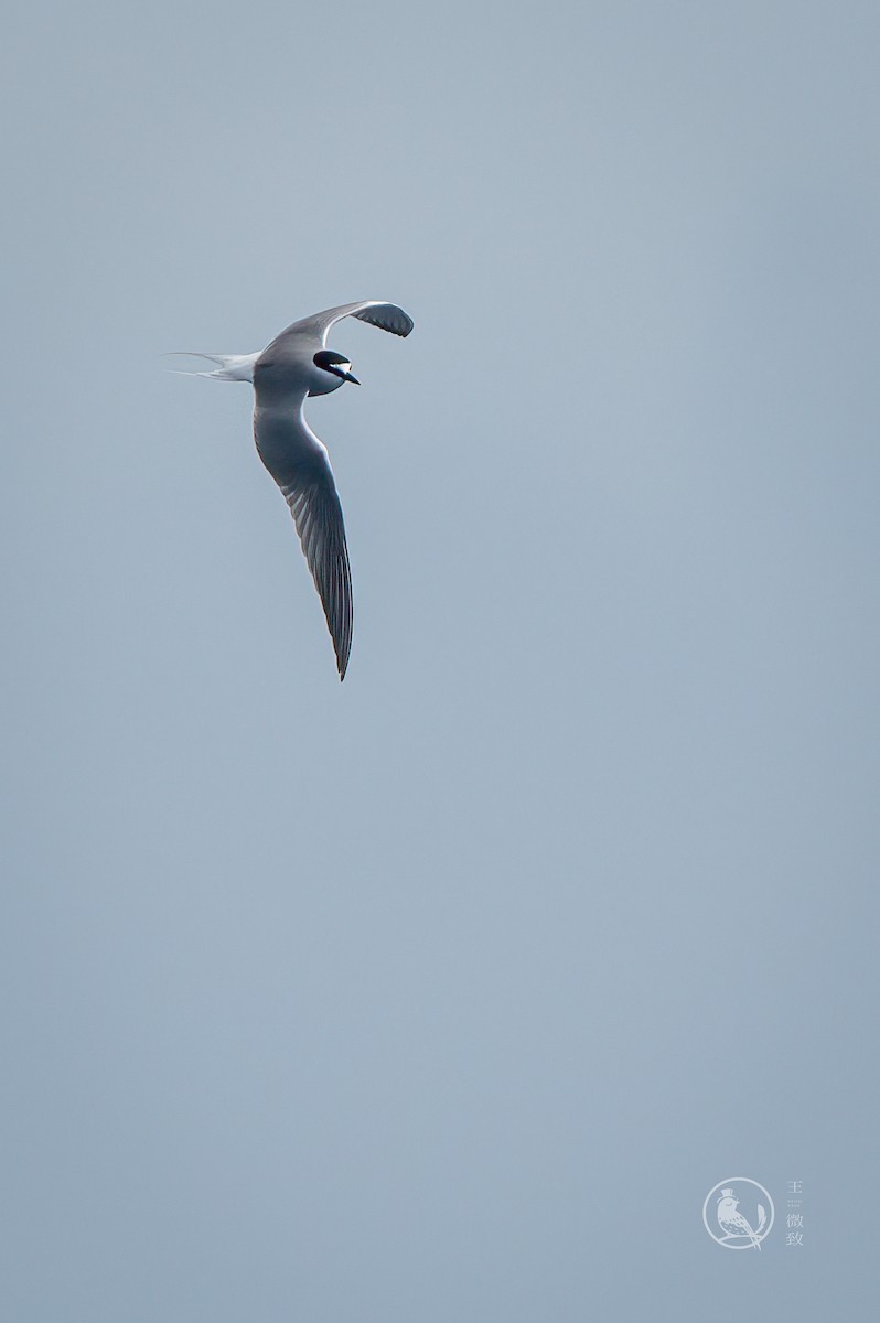 Aleutian Tern - 浙江 重要鸟讯汇整