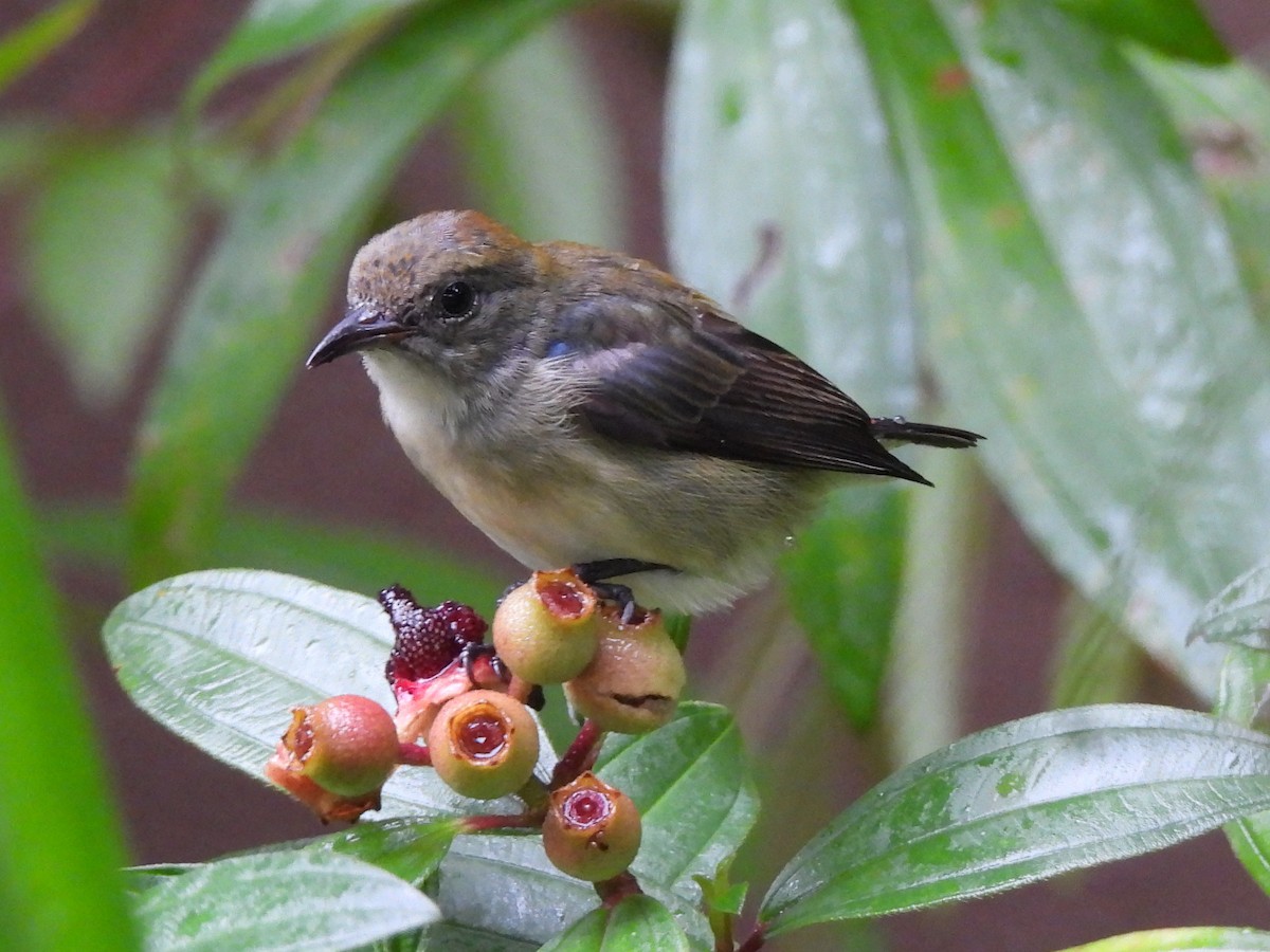 Scarlet-backed Flowerpecker - Jax Chen