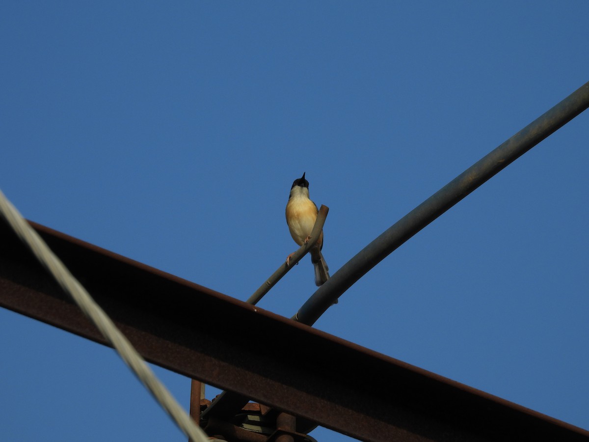 Ashy Prinia - Rahul Kumaresan