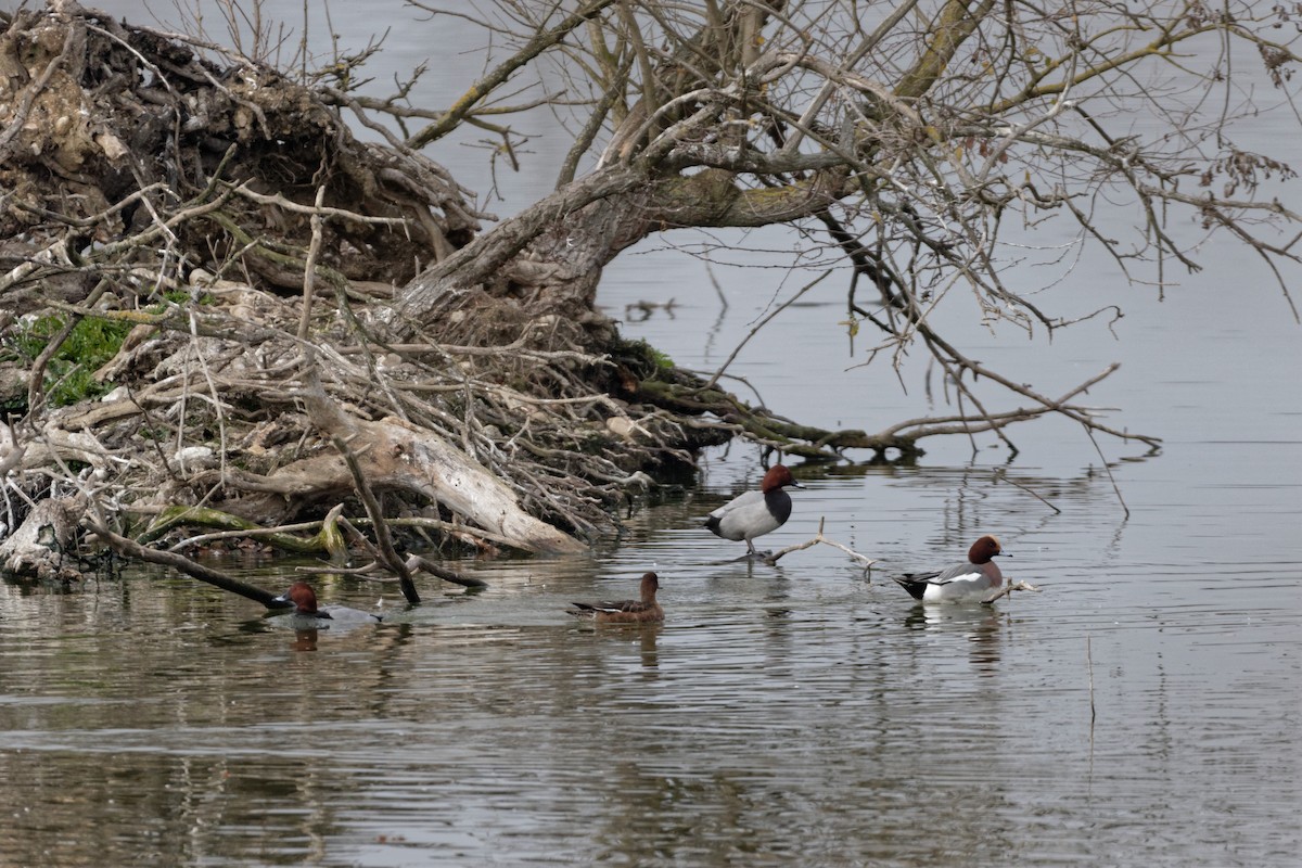 Eurasian Wigeon - Anonymous