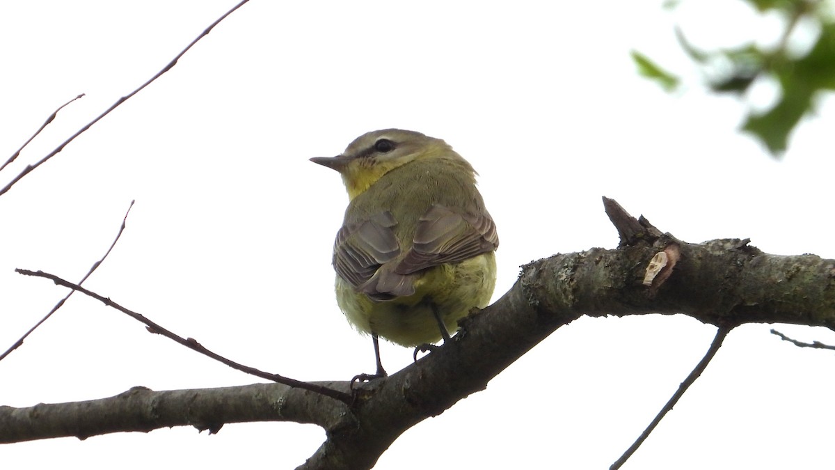 Philadelphia Vireo - Dan J. MacNeal