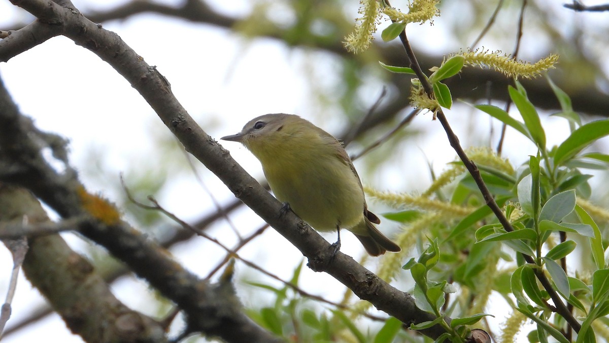 Philadelphia Vireo - Dan J. MacNeal