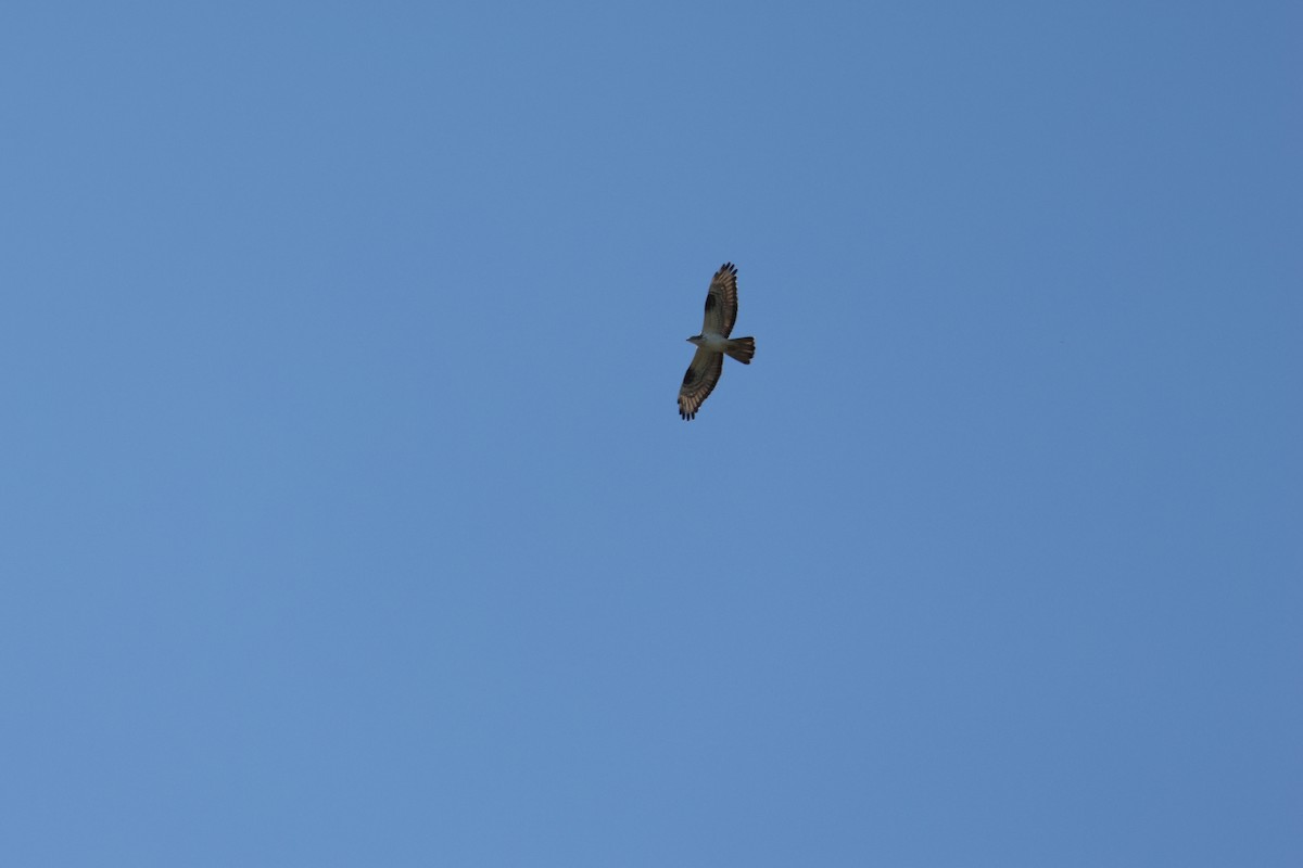 European Honey-buzzard - ML619221348