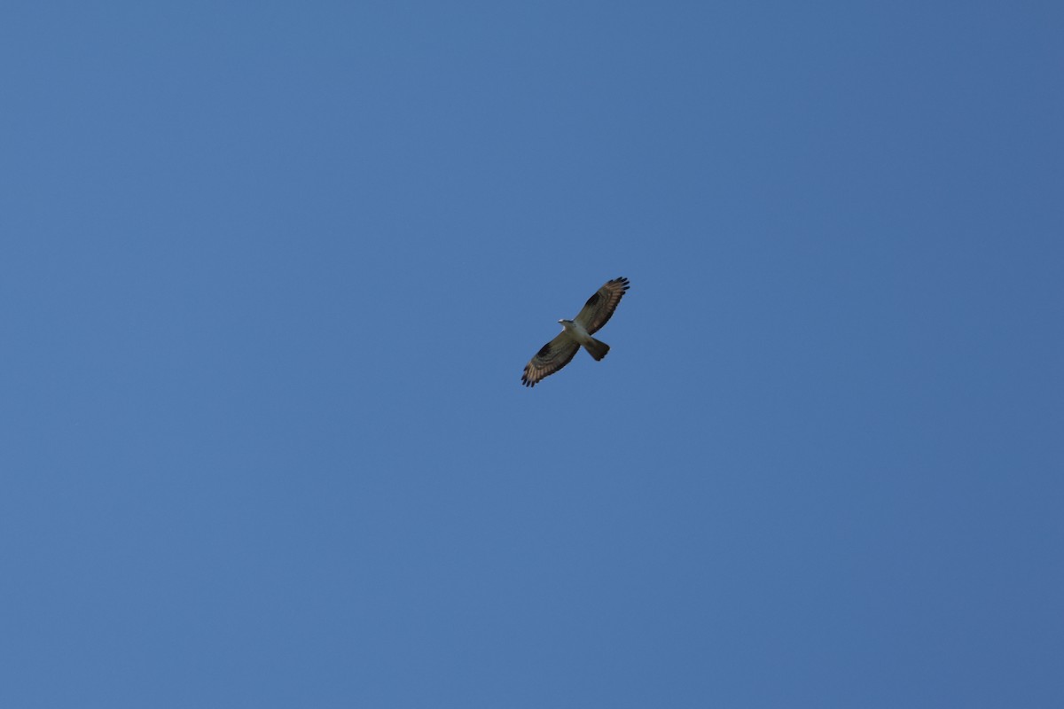 European Honey-buzzard - ML619221350