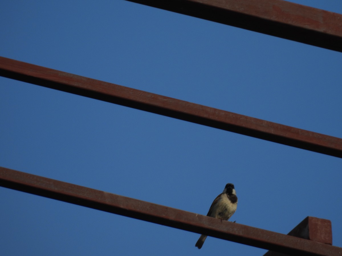 House Sparrow - Rahul Kumaresan