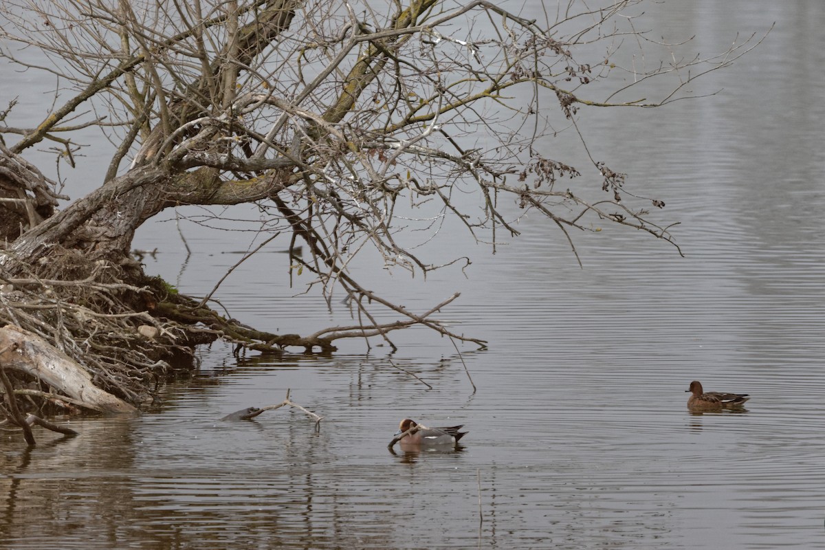 Eurasian Wigeon - Anonymous