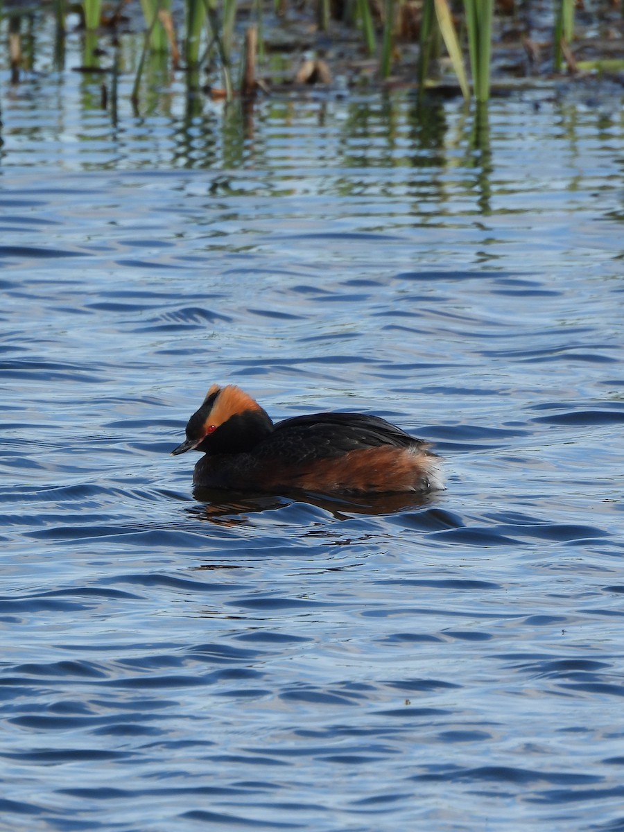 Horned Grebe - Viktoria Eginova