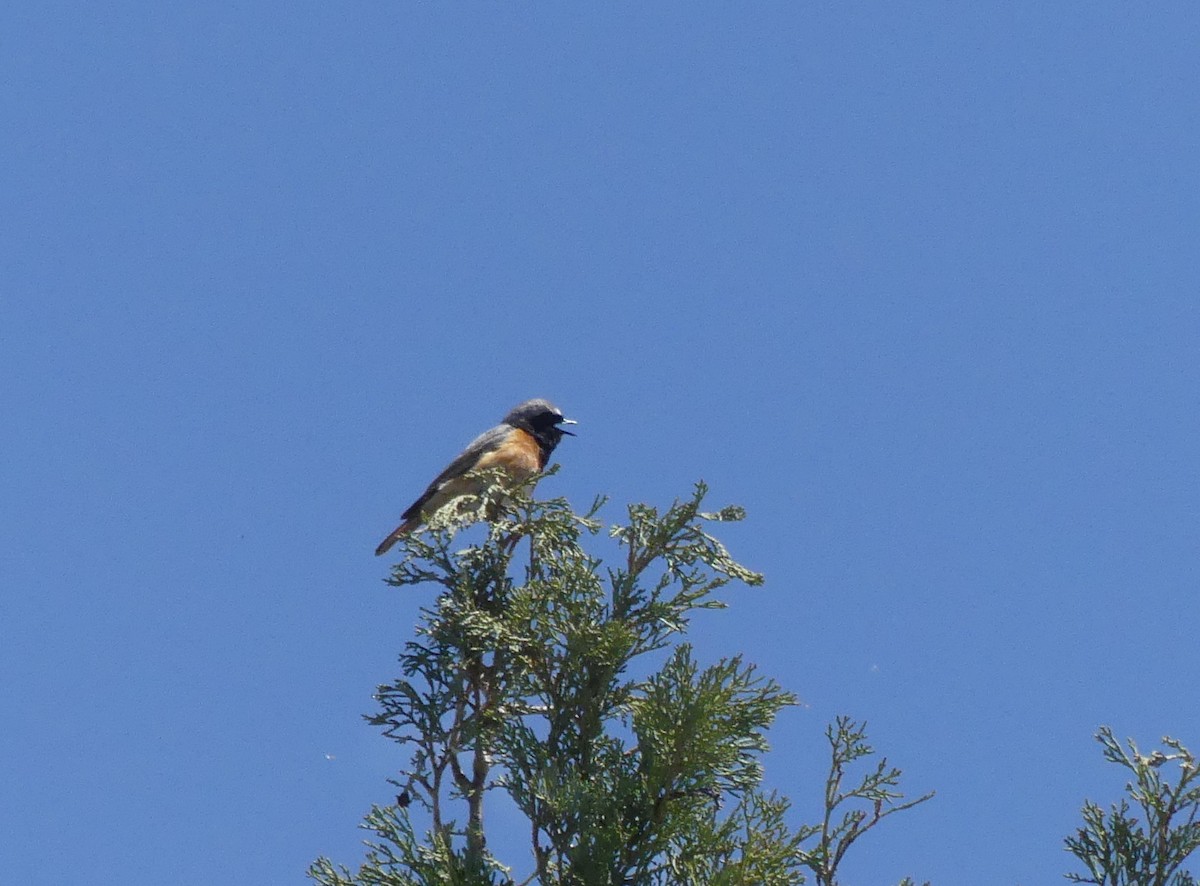 Common Redstart - Guy RUFRAY