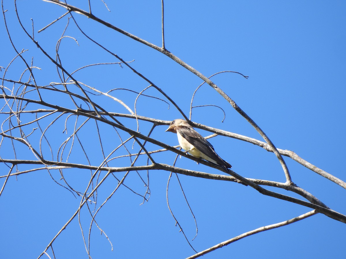 Southern Rough-winged Swallow - Iza Alencar