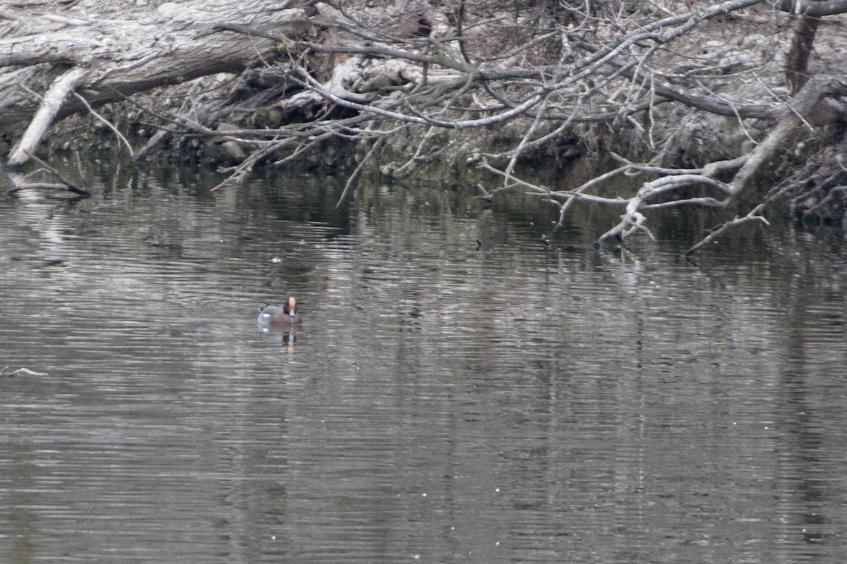 Eurasian Wigeon - Anonymous