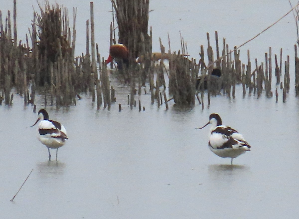 Red-crested Pochard - ML619221412