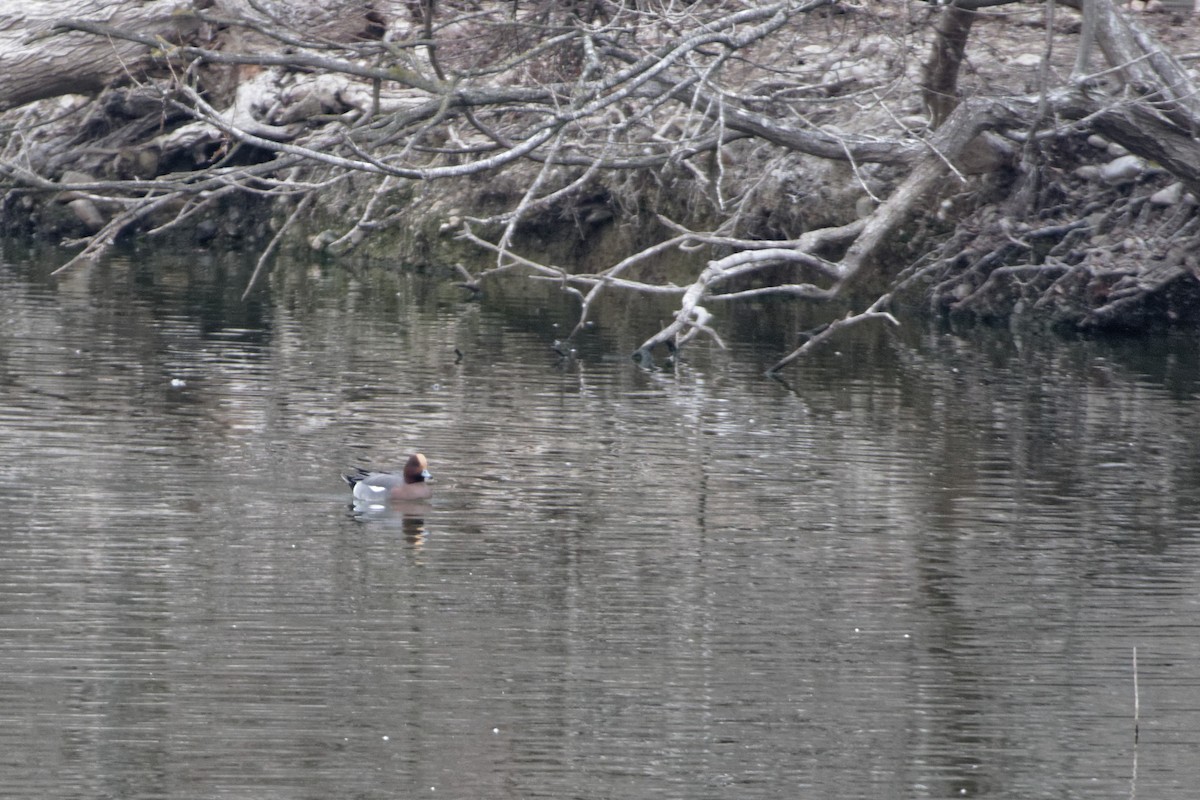 Eurasian Wigeon - Anonymous