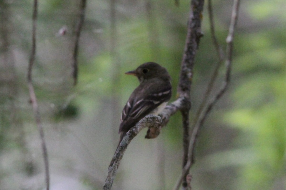 Acadian Flycatcher - Patty Craig