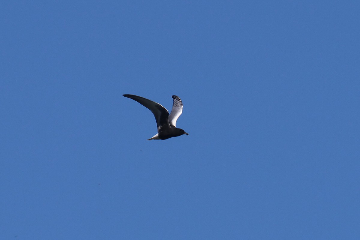 White-winged Tern - Fabrice Schmitt