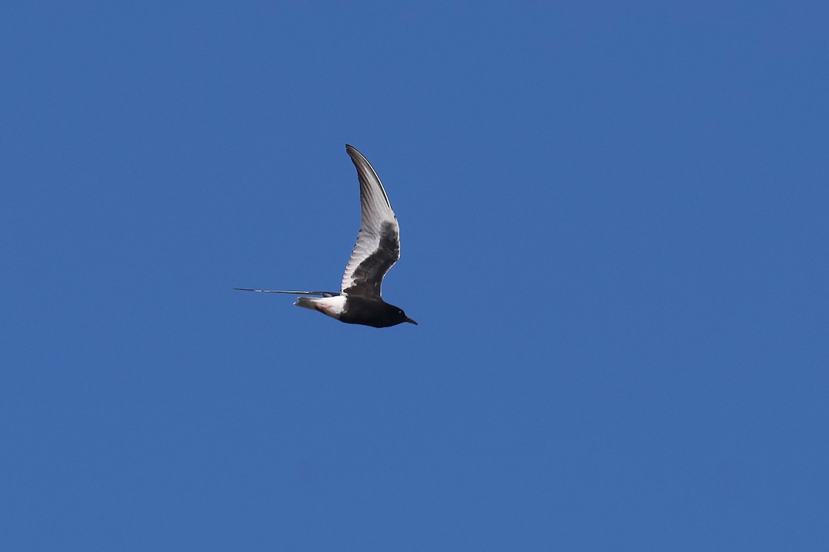 White-winged Tern - Fabrice Schmitt