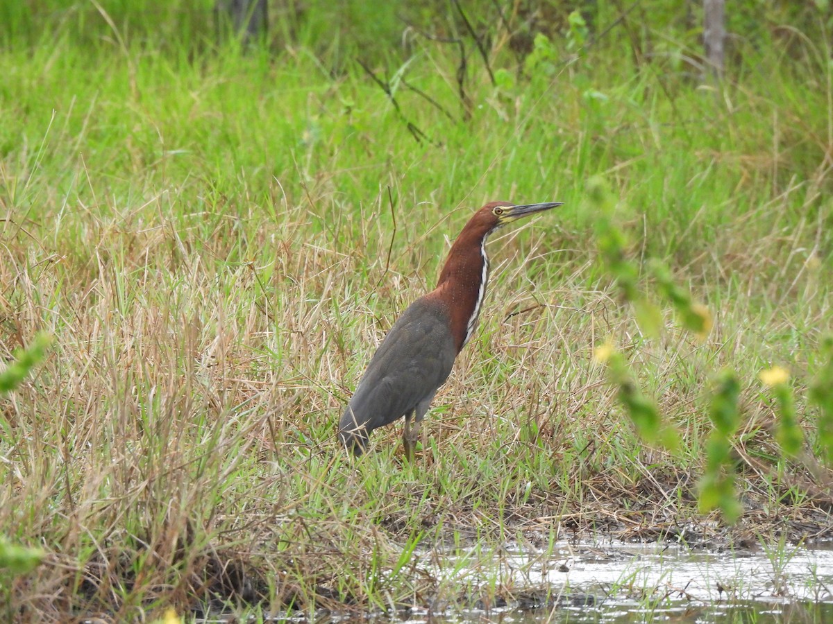 Rufescent Tiger-Heron - Iza Alencar