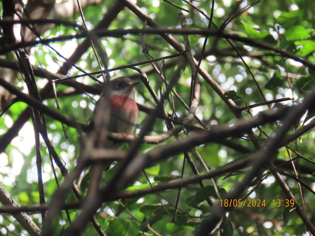 Rose Robin - Kenny Spottit