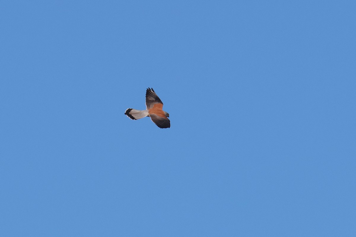 Lesser Kestrel - Fabrice Schmitt