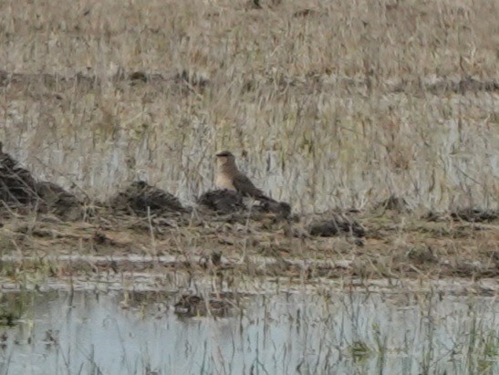 Collared Pratincole - Werner Schreilechner