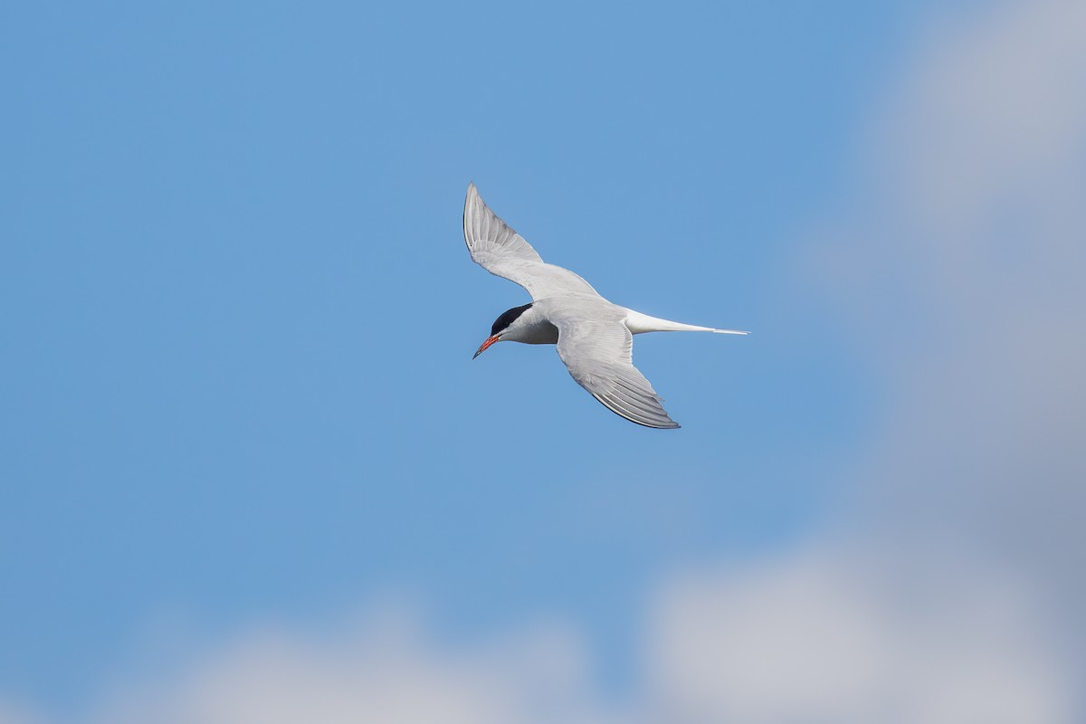 Common Tern - Martin  Flack