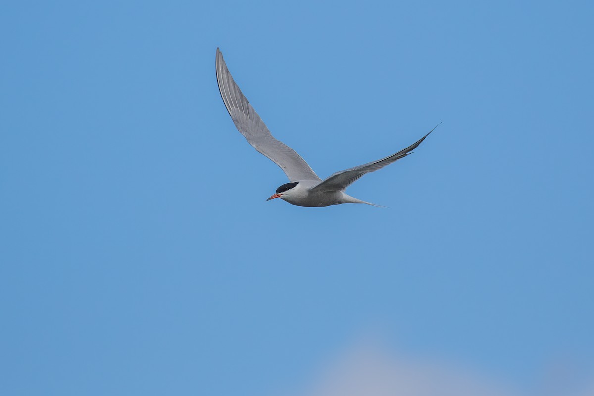 Common Tern - Martin  Flack