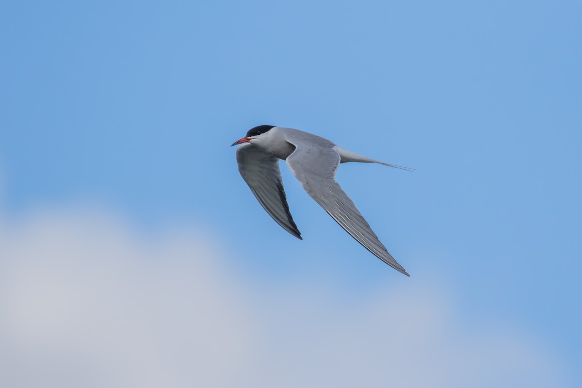 Common Tern - Martin  Flack