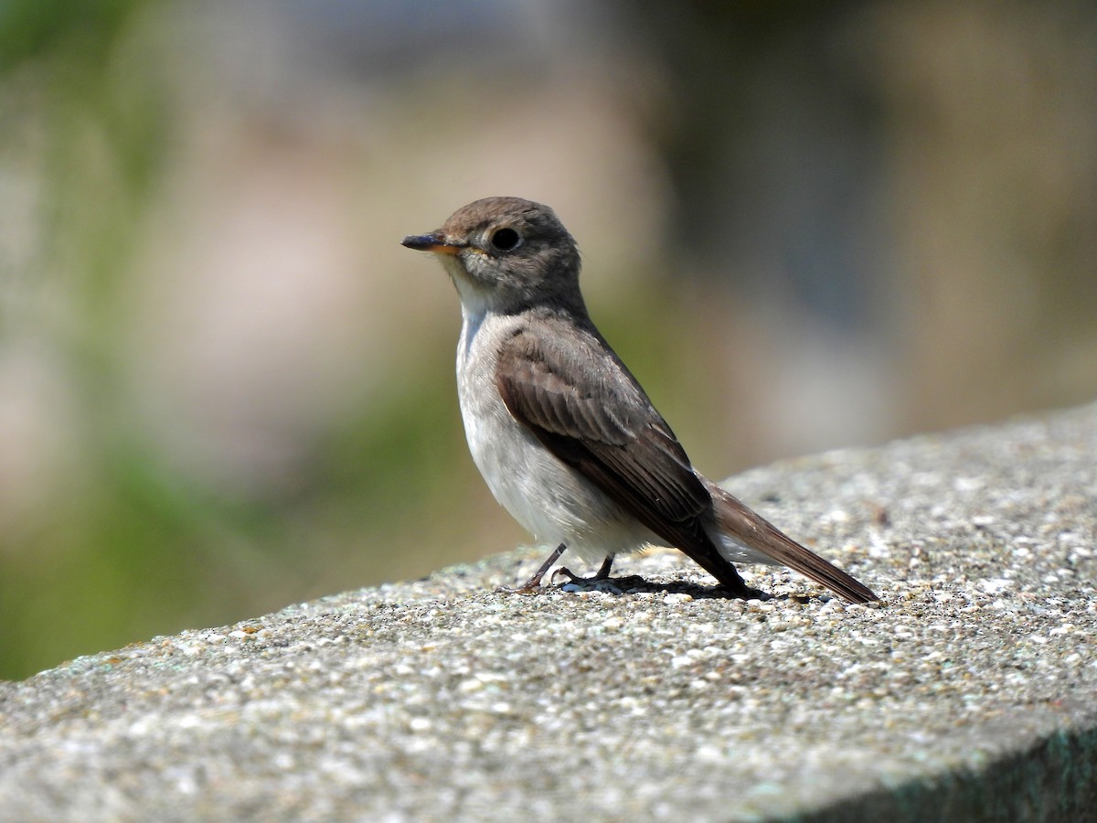 Asian Brown Flycatcher - Young Gul Kim