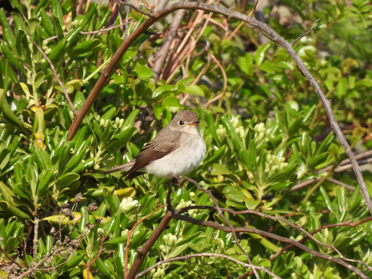 Asian Brown Flycatcher - Young Gul Kim