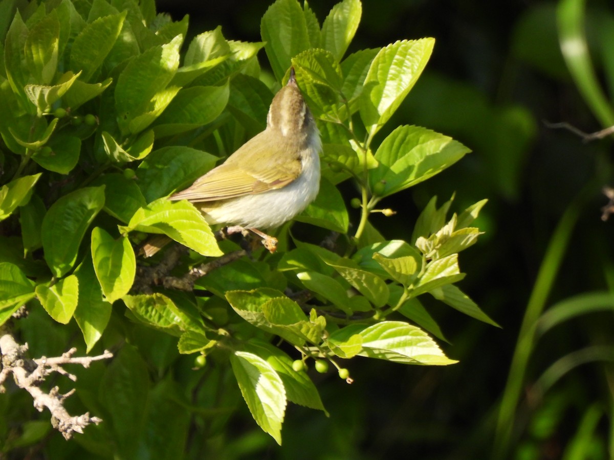 Eastern Crowned Warbler - Young Gul Kim