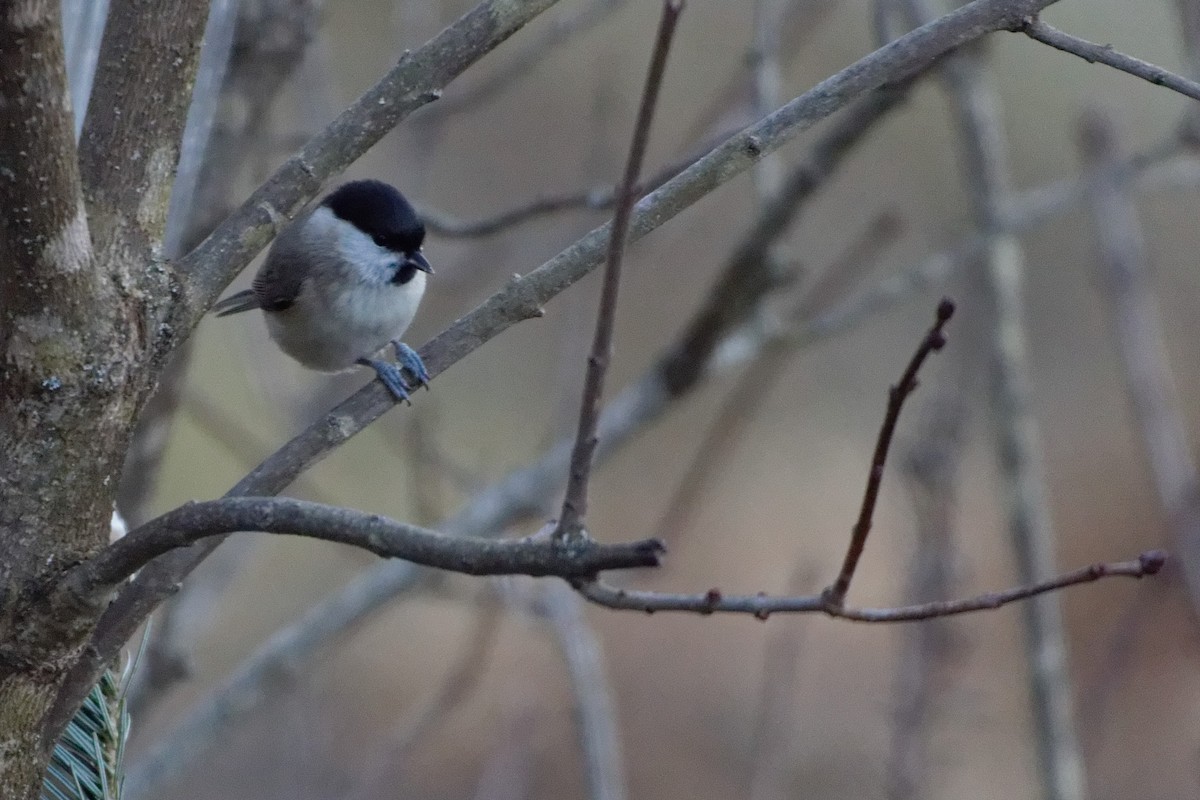 Marsh Tit - Anonymous