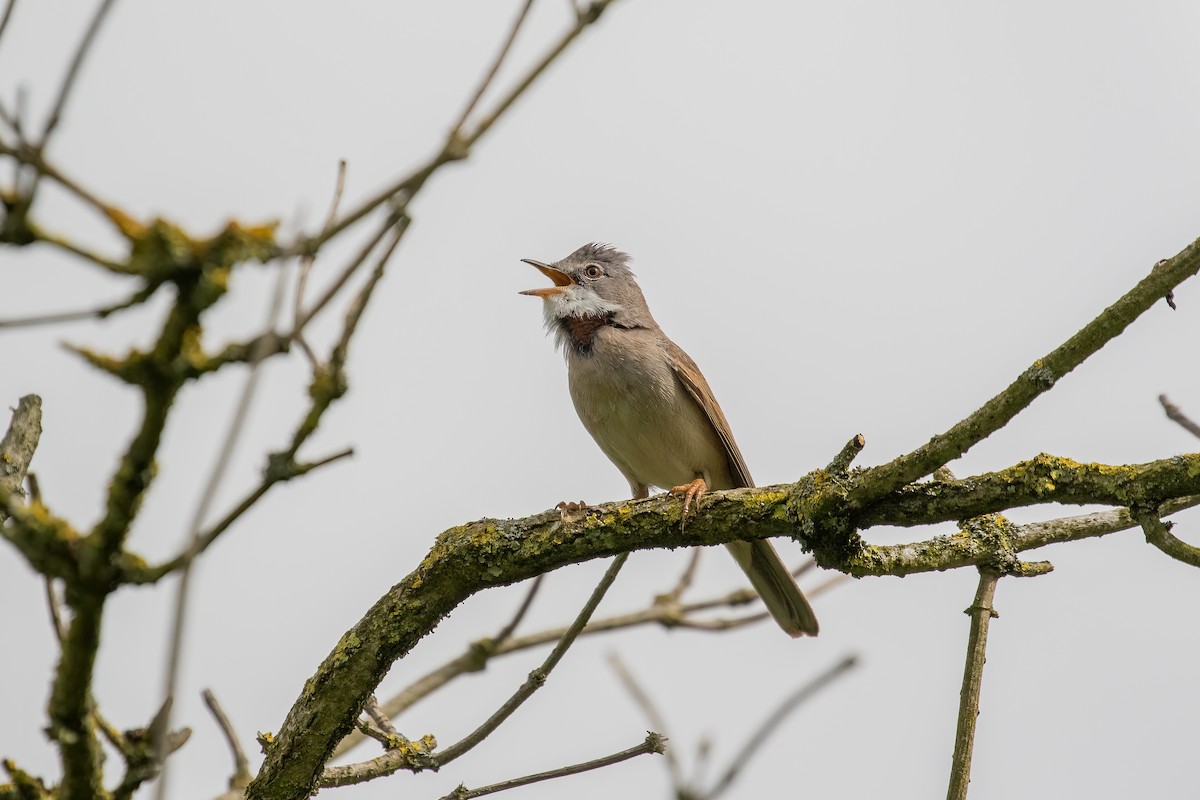 Greater Whitethroat - Martin  Flack