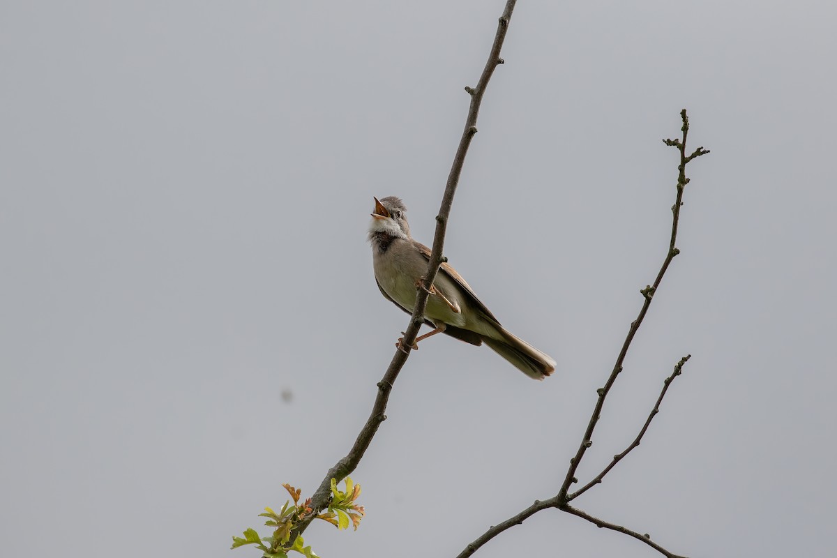 Greater Whitethroat - ML619221569