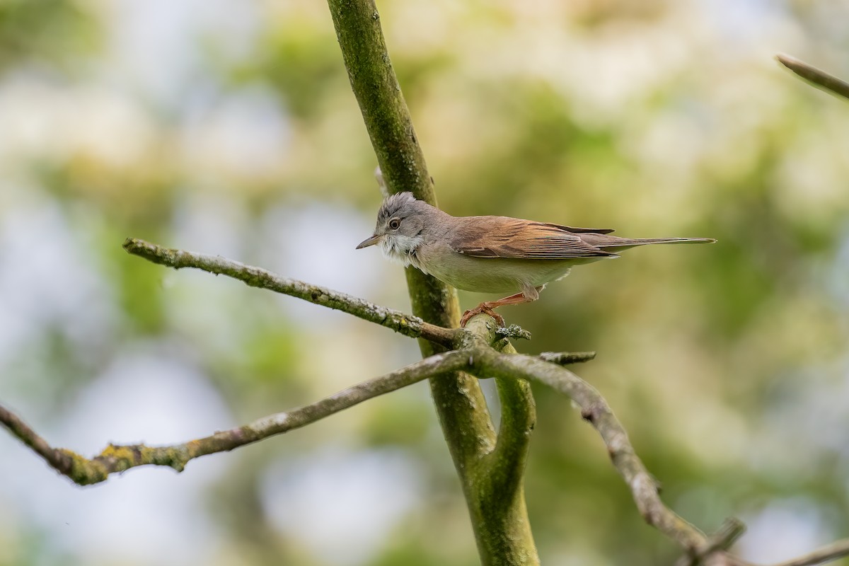 Greater Whitethroat - Martin  Flack