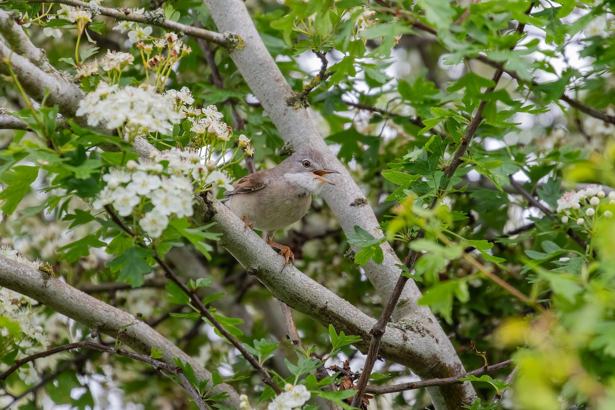 Greater Whitethroat - Martin  Flack