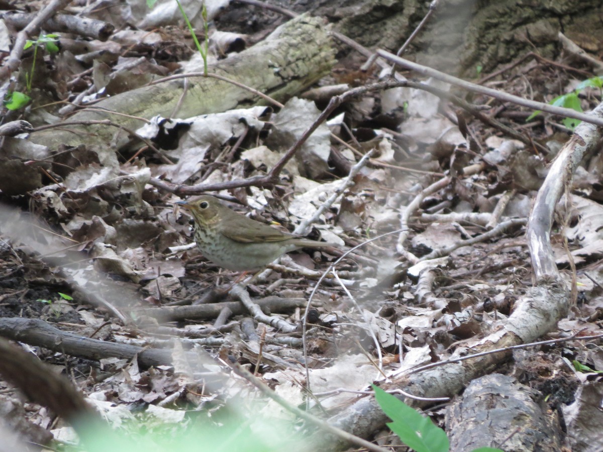 Swainson's Thrush - Melanie Mitchell