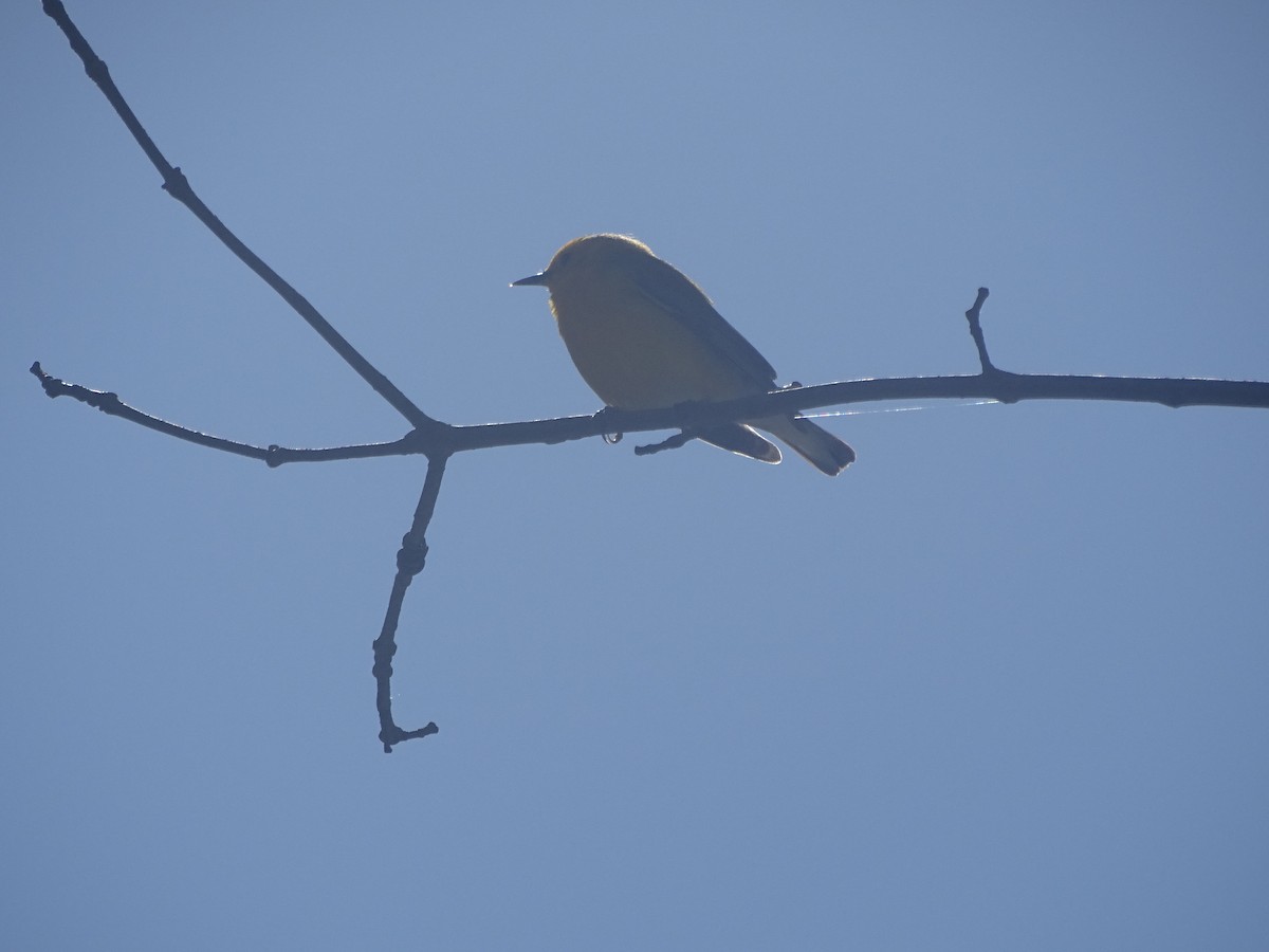 Prothonotary Warbler - Christopher Dyer