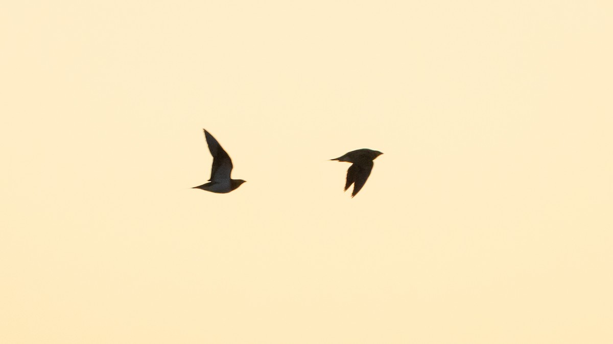 Pin-tailed Sandgrouse - ML619221583