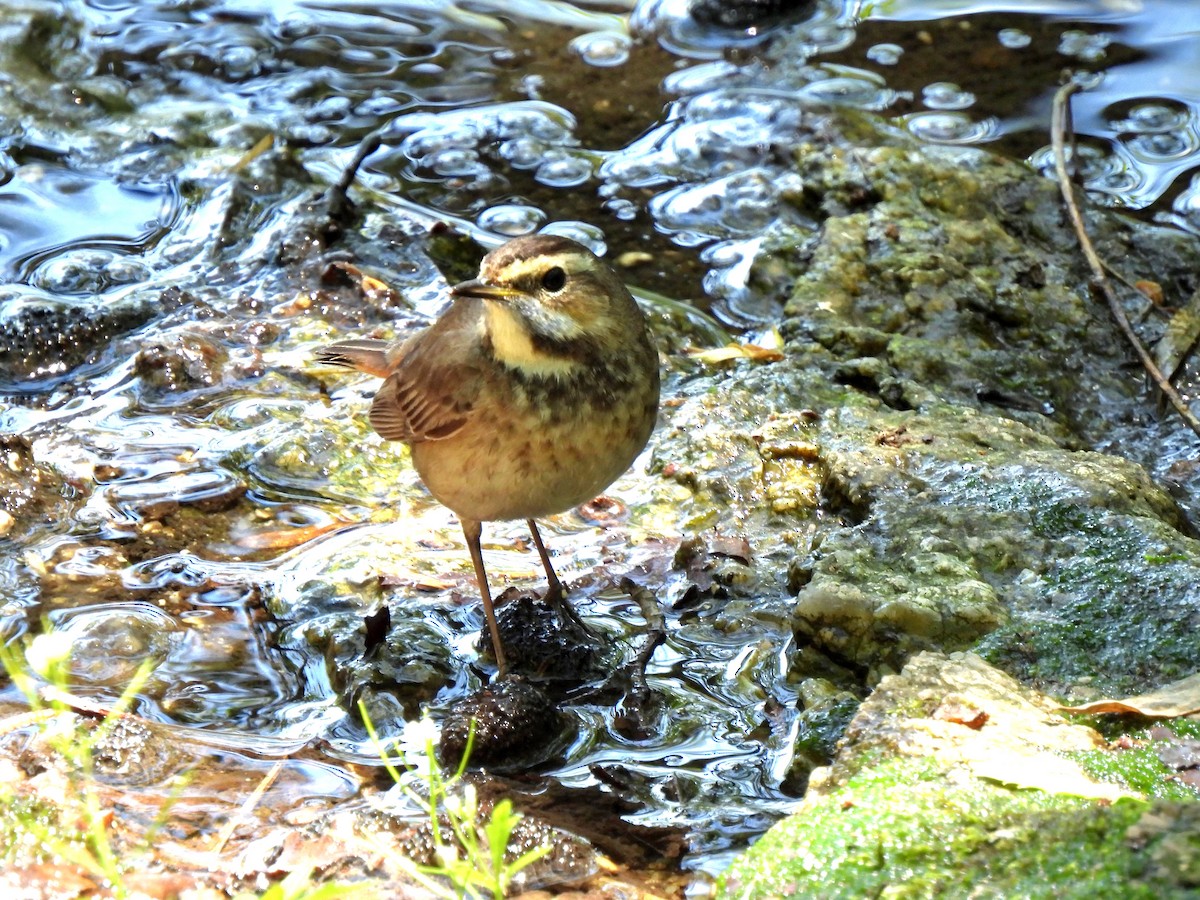 Bluethroat - Young Gul Kim