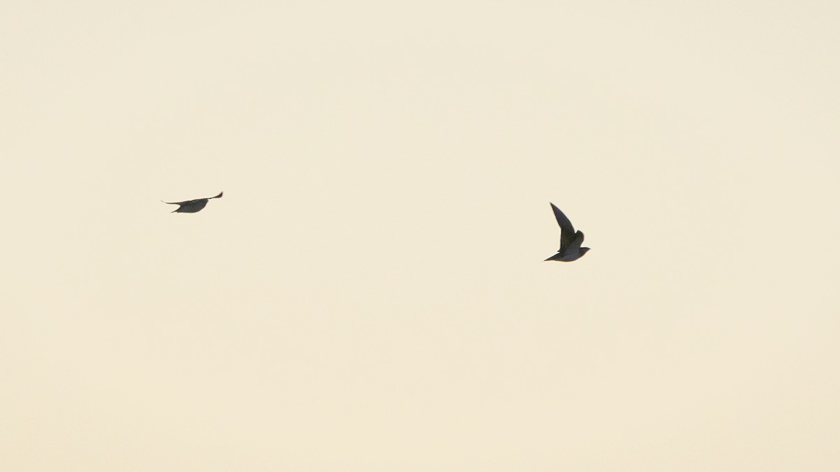 Pin-tailed Sandgrouse - Joren van Schie