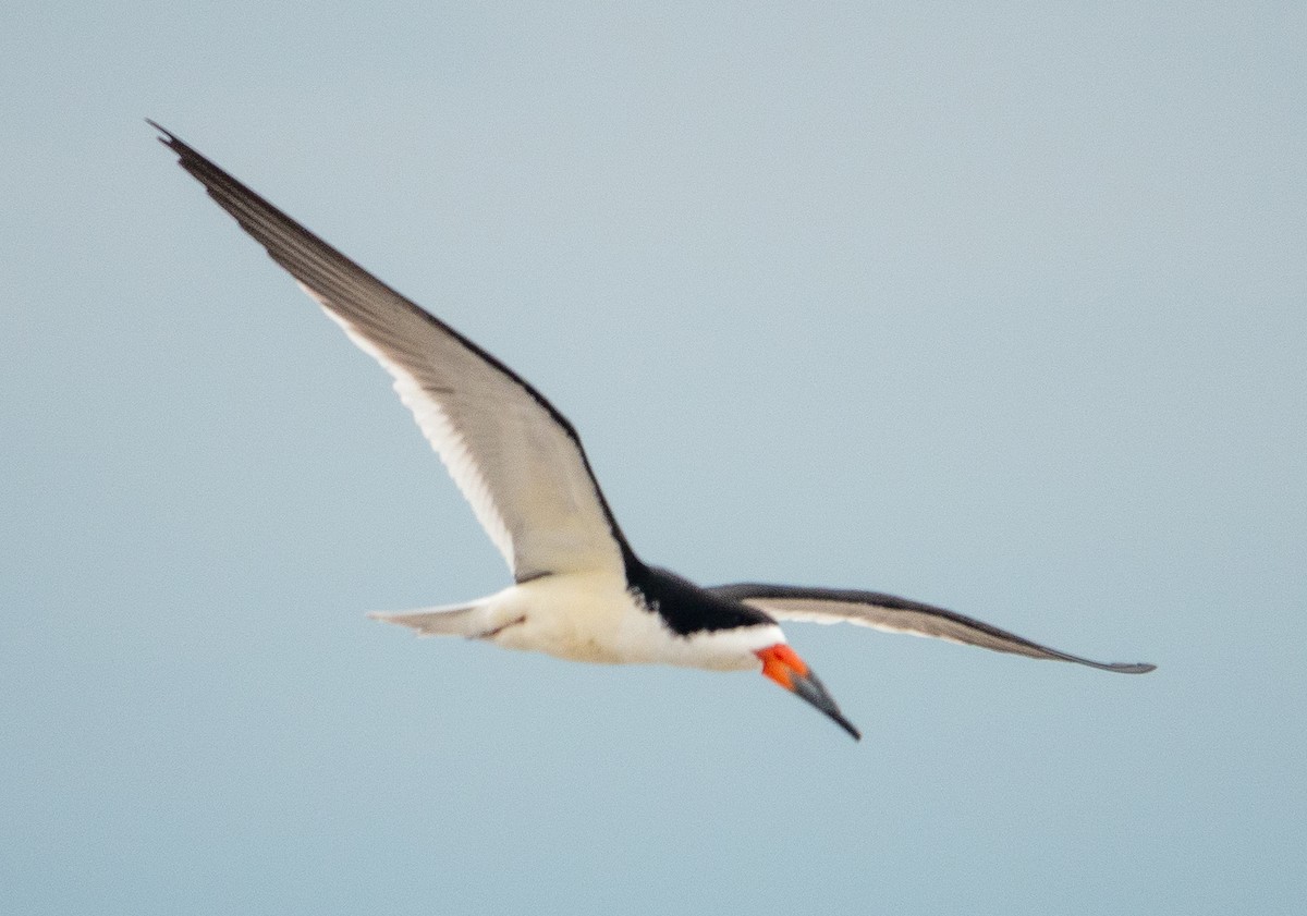 Black Skimmer - Paul  McPartland